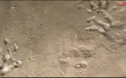 Bờ sông xuất hiện hàng loạt dấu chân lạ, chuyên gia vừa nhìn liền phác họa: "Quái thú" có thể dài 4 mét