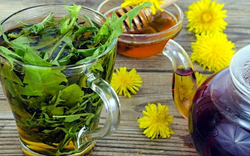 Loài cây mọc đầy vườn ở Việt Nam: Bị thờ ơ, coi là cỏ dại nhưng thế giới lại săn lùng như “thần dược”