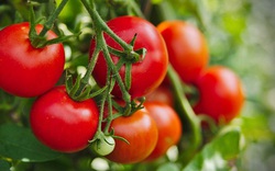 Loại quả giá rẻ ở Việt Nam nhưng xếp số 1 về dinh dưỡng theo CDC Hoa Kỳ