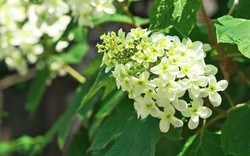 5 loại cây không được cắt tỉa lúc này