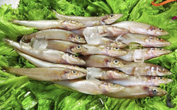 Nghiên cứu ĐH Harvard: 1 LOẠI cá siêu tốt, giúp giảm 31% nguy cơ ung thư đại trực tràng, Việt Nam rất sẵn và rẻ nhưng ít nhà ăn