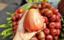 3-4 trái mận hồng giá 200.000 đồng, khách vẫn xuống tiền mua