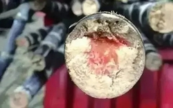 Loại thức ăn này độc hơn cả rắn vào dịp Tết Thanh Minh!