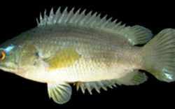 Bắt được con cá rồi ngậm trong miệng, người đàn ông tử vong thương tâm