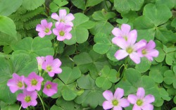 Loại rau dại quen mặt trong vườn, nấu canh chua cực ngon, hóa ra lại “giàu giá trị” cho sức khỏe