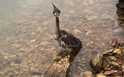 Loài chim bí ẩn nhất thế giới, chỉ còn lại 1.000 cá thể