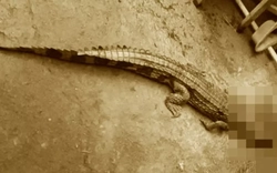 Bất ngờ phát hiện cá sấu dài 1,5m trên kênh, chính quyền ra thông báo khẩn