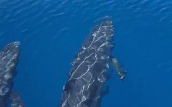 Đàn cá voi cả trăm con tung mình giữa biển Phú Quý