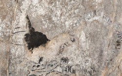 Thủy quái 145 triệu tuổi chưa rõ loài gì "trỗi dậy" ở Cuba