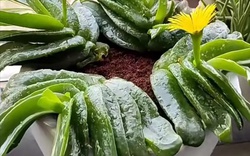 Phong thủy sư nói: 3 cây "xấu lạ" nhưng nên trồng trong nhà, trấn trạch hút tài, xua đuổi tà khí