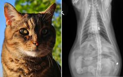 Đem mèo nuôi 8 năm đi khám, kết quả chụp X-quang lật tẩy quá khứ không ngờ