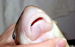 Thứ đặc sản "ngũ quý hà thủy" xưa dùng để tiến vua nay ví như một vị thuốc, đi chợ thấy đừng bỏ qua