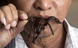 Món ăn kinh dị nhất thế giới: "Nhắm mắt" thưởng thức đặc sản nghe tên đã rùng mình
