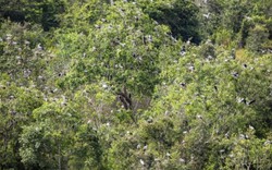 Phát hiện loài vật quý hiếm tưởng như sắp tuyệt chủng bỗng xuất hiện hàng trăm con: Nhiều người Việt vui mừng