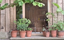 5 loại cây trồng trong chậu cực kỳ dễ sống - quên tưới cũng chẳng sao