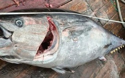 Ngư dân bắt được 2 con cá ngừ khổng lồ, nặng 200kg trên biển