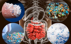 Vật này trong nhà là "ổ VI NHỰA", càng dùng càng rước bệnh!