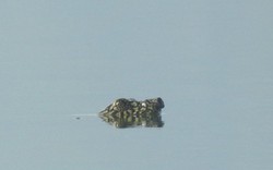 Loài vật chỉ còn 2 cá thể trên thế giới bất ngờ xuất hiện, ai thấy cũng nói quá may mắn