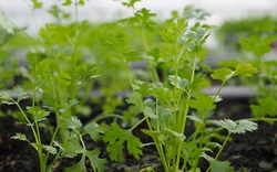 Loại rau giúp đào thải kim loại nặng tự nhiên, Việt Nam có rất nhiều