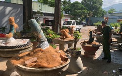 Bị phạt 3 triệu, tịch thu toàn bộ 42 cây mai: Người đàn ông “trả giá đắt” vì thiếu một tờ giấy