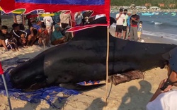 Cá Ông nặng 2 tấn dạt vào bờ biển Vịnh Hòa, người dân 3 lần đẩy ra biển nhưng bất thành