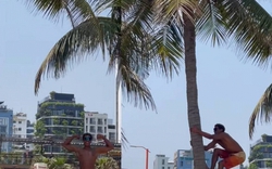 Khách Tây leo dừa thoăn thoắt ngay biển Đà Nẵng, kỹ năng khiến người Việt cũng phải chào thua