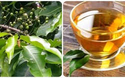 Nên uống nước lá vối khô hay tươi?