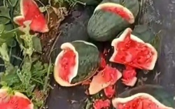 Ruộng dưa hấu sắp thu hoạch của người nông dân nghèo bị kẻ xấu phá nát