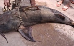 Ngư dân bắt được con cá khổng lồ nặng 100 kg, dài 1,8 mét trên sông