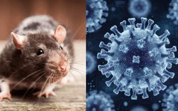 Virus Hanta lây bệnh thế nào, người nuôi chuột cảnh cần lưu ý gì?