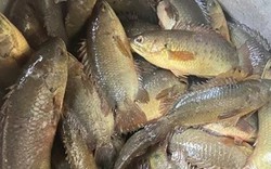 Loài cá ít thịt, nhiều xương nhưng nổi tiếng thơm ngon, gắn liền với ký ức tuổi thơ mỗi mùa mưa về