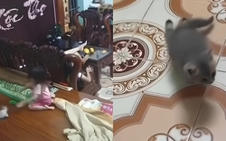 Bé gái thản nhiên ném mạnh khiến chú mèo con liệt 2 chân sau: "Trẻ con biết gì đâu" có nên là cái cớ cho hành vi bạo lực?