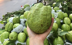Lời khuyên khi mua ổi