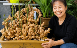 Người phụ nữ nghỉ hưu trồng cả “núi gừng” trong thùng phuy cũ: 8 tháng thu gần 8kg, hàng xóm kéo sang học theo vì quá vừa đẹp vừa “có lộc”