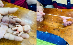 Trào lưu chơi “búp bê Natasha” khiến siêu mẫu Hà Anh lên tiếng: Rùng mình khi thấy trẻ xả stress bằng trò kéo đầu, bẻ chân tay búp bê