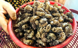 Thứ tưởng vô dụng trong rừng bất ngờ được săn lùng với giá gần 2 triệu đồng/kg, dân thi nhau đi nhặt