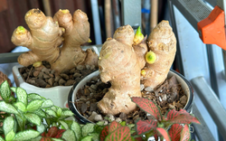 5 lý do nên trồng gừng trong nhà