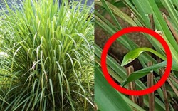4 lý do nên trồng sả trong nhà