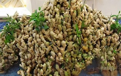 Lợi ích của trồng gừng