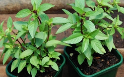 Lợi ích của cây húng quế