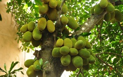 Lời khuyên cho các gia đình trồng cây mít
