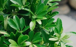 Lời khuyên dành cho những gia đình đang trồng cây ngũ gia bì