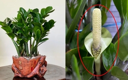 Hiện tượng kim tiền nở hoa