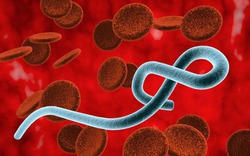 Chưa có vaccine chủng Ebola mới, Bộ Y tế khẩn cấp lên phương án ứng phó