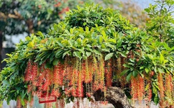Hiện tượng lộc vừng nở hoa