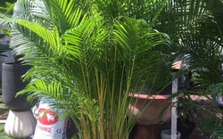 2 cây nên trồng trước nhà, 3 cây hợp trồng sau nhà