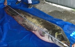 Người đàn ông câu được con cá trê khổng lồ nặng 110 kg, dài 2,5 mét