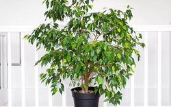 8 loại cây chớ nên trồng trong nhà