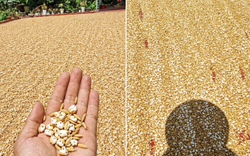 Bức ảnh trời nóng đến mức thóc phơi nổ thành bỏng: Chuyên gia lên tiếng