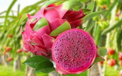 5 loại trái cây được ví là "máy quét đường ruột" mùa hè: Giàu chất xơ, hỗ trợ nhu động ruột, giảm táo bón hiệu quả nếu ăn đúng cách